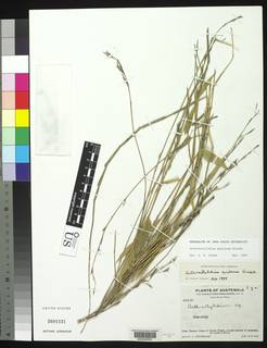Image of Arthrostylidium excelsum
