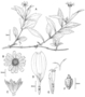 Asteraceae - Sphagneticola trilobata 
