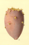 Cactaceae - Opuntia ficus-indica var. ficus-indica 