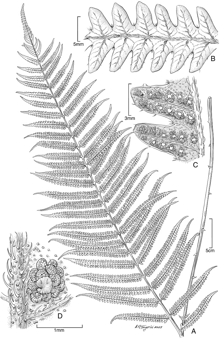 Sphaerostephanos castaneus image