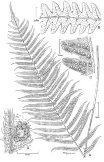 Image of Sphaerostephanos castaneus