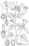 Nyctaginaceae - Mirabilis jalapa 