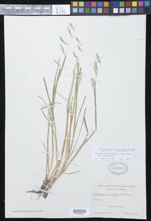 Pleuropogon californicus var. californicus image