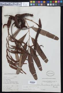 Lomariopsis oleandrifolia image