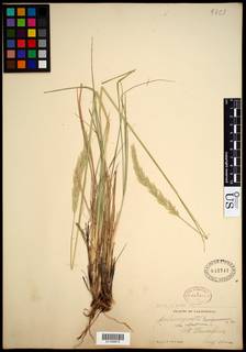 Calamagrostis ophitidis image