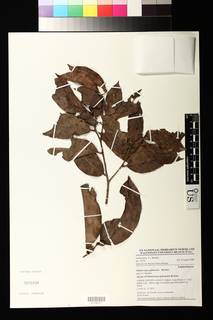 Chaetocarpus gabonensis image