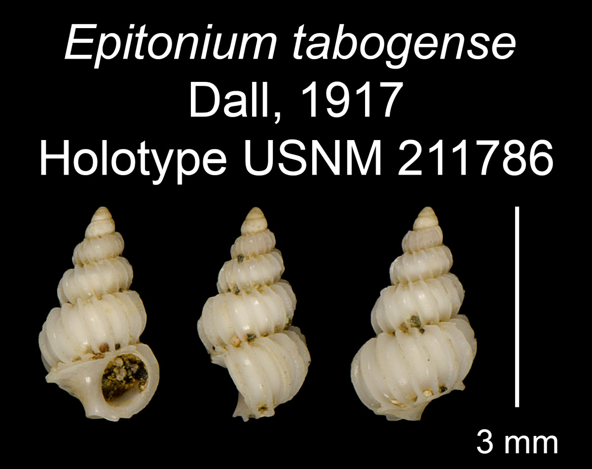 Epitonium tabogense image