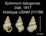 Image of Epitonium tabogense