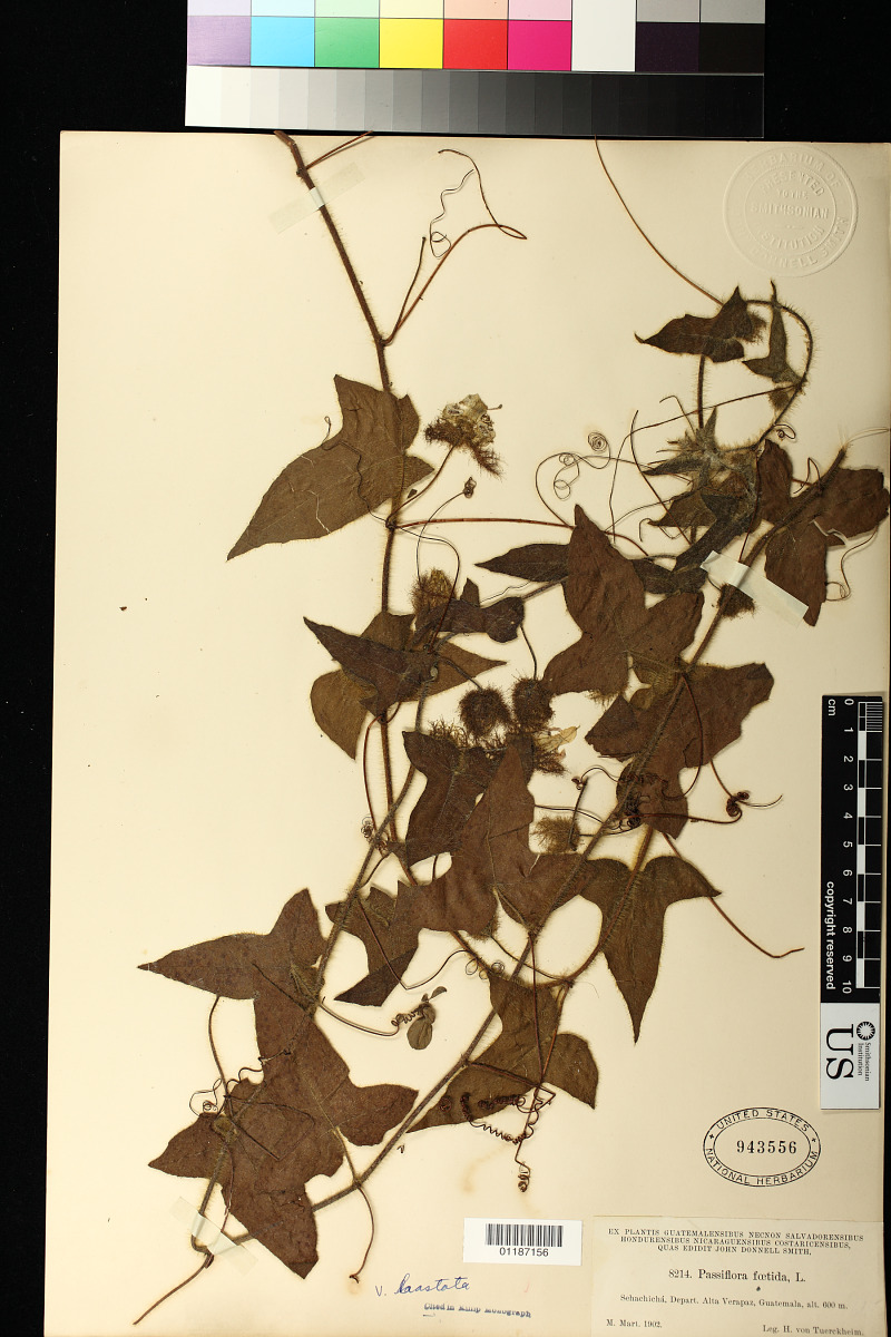Passiflora foetida var. hastata image