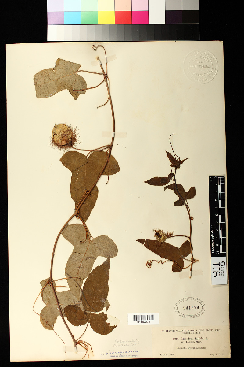 Passiflora foetida var. nicaraguensis image