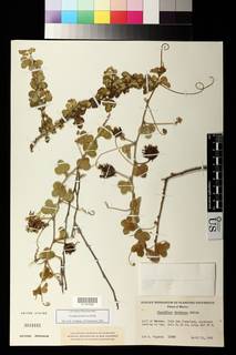 Passiflora fruticosa image