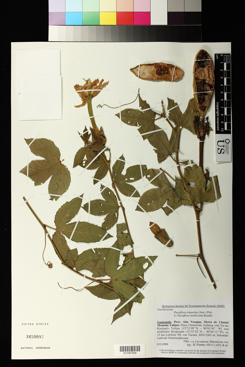 Passiflora mollissima image