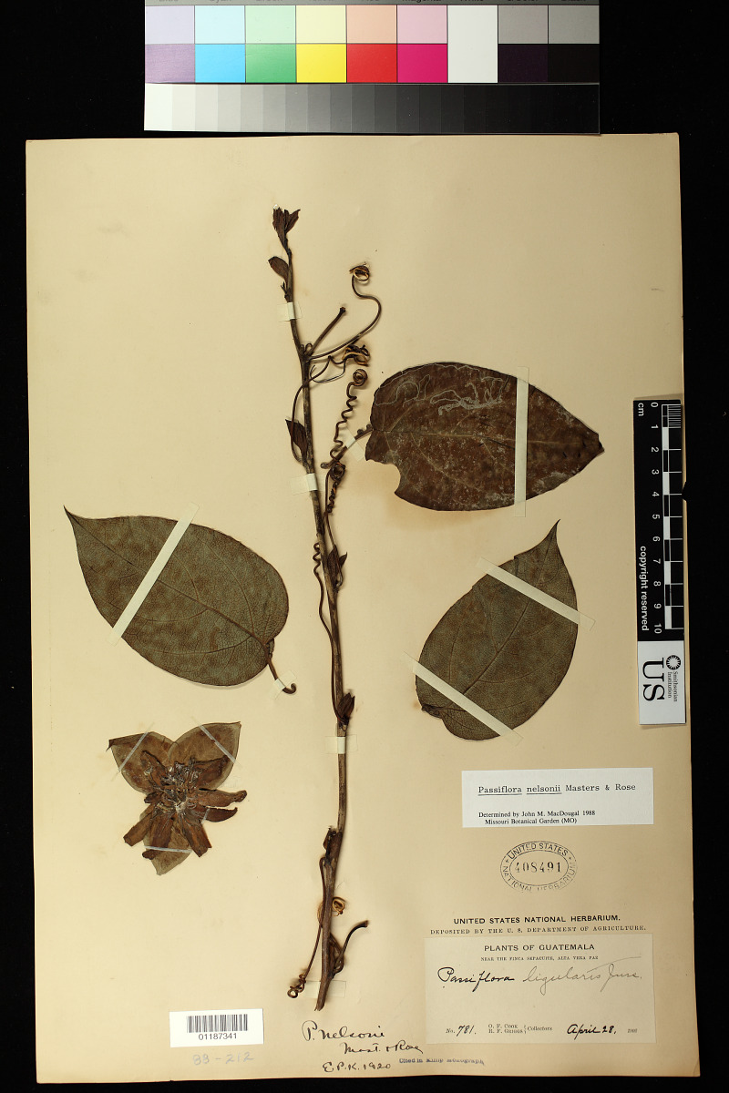 Passiflora nelsonii image
