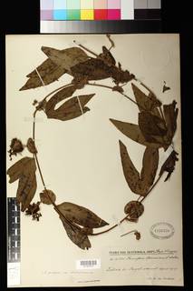 Passiflora oerstedii var. choconiana image