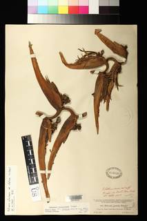 Heliconia collinsiana var. velutina image