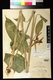 Heliconia aurantiaca image