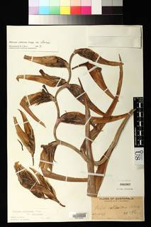 Heliconia collinsiana var. collinsiana image