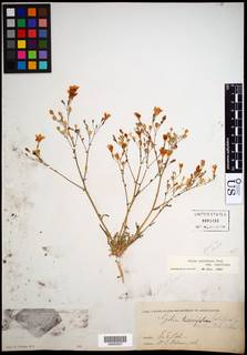 Gilia latiflora subsp. latiflora image