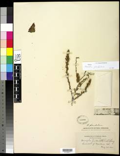 Purshia tridentata var. glandulosa image