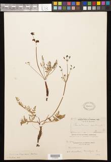 Lomatium engelmannii image