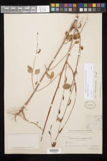 Clarkia borealis subsp. borealis image