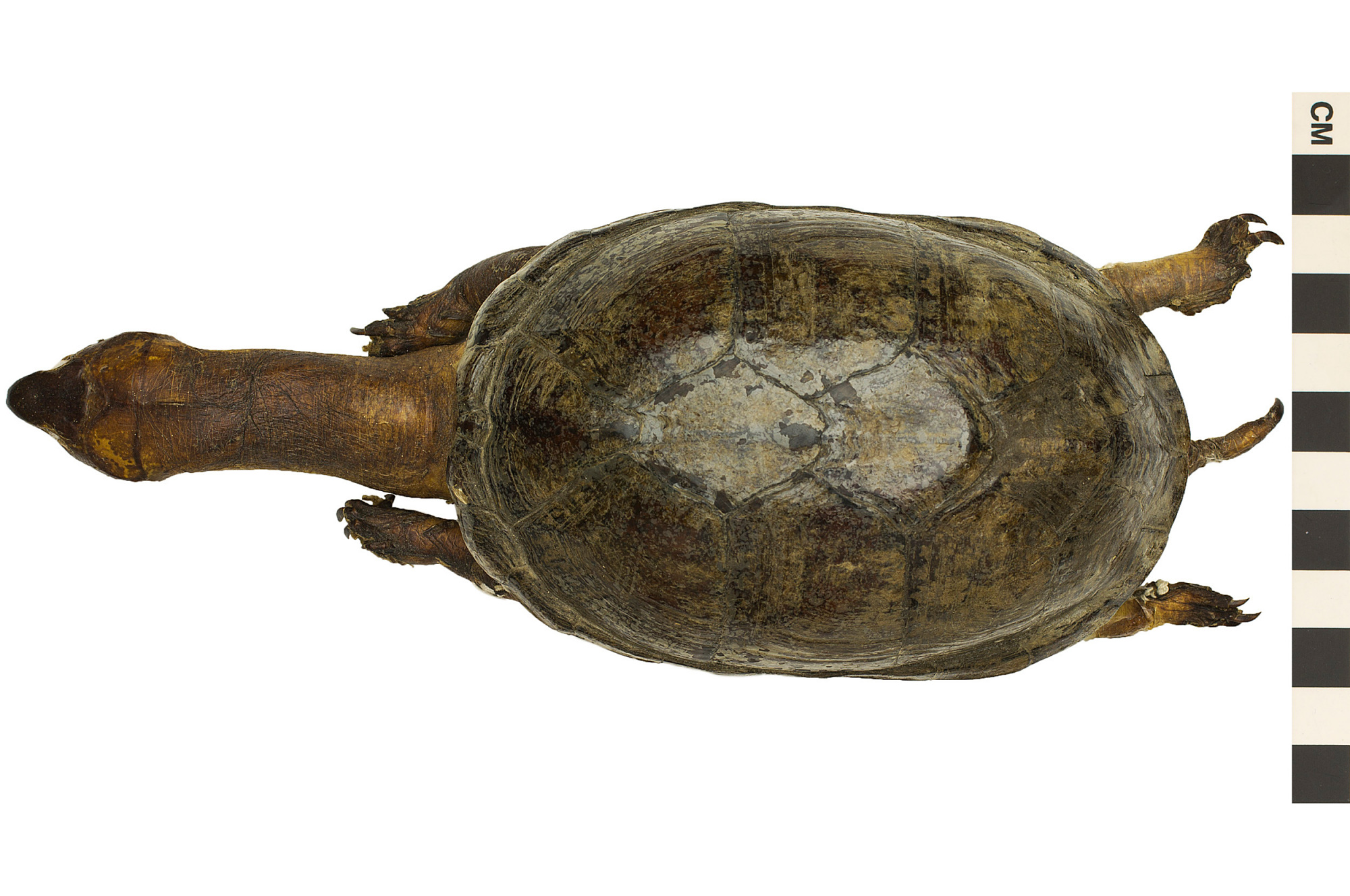 Common Mud Turtle | Q?rius