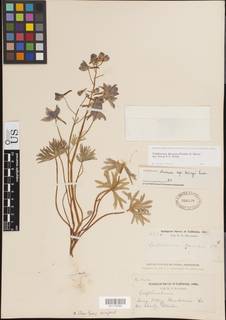 Delphinium decorum subsp. tracyi image