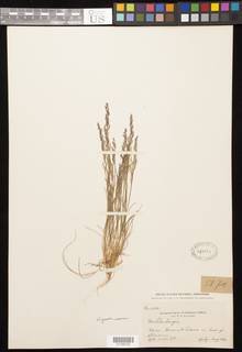 Image of Agrostis rossiae