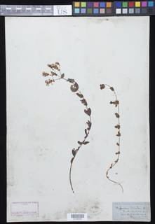 Hypericum scouleri image