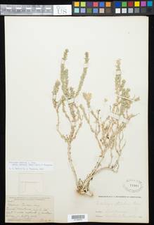 Petalonyx thurberi subsp. gilmanii image
