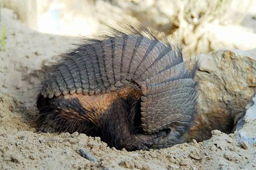 Nine-banded Armadillo | Q?rius