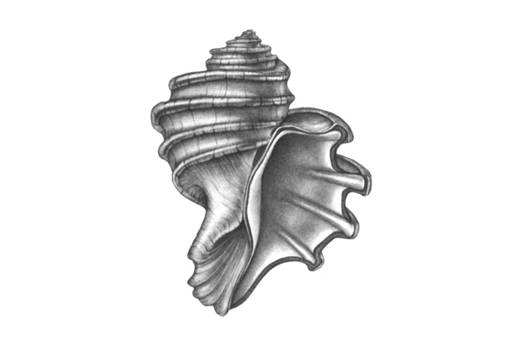 Fossil Snail | Q?rius