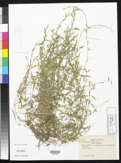 Trichanthecium parvifolium image