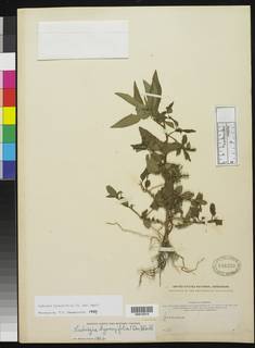 Image of Ludwigia hyssopifolia