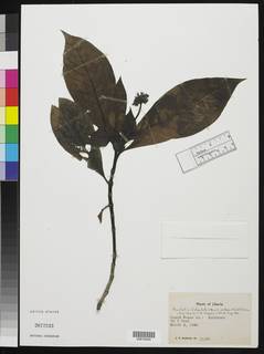 Image of Psychotria bidentata