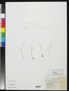 Utricularia striatula image