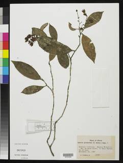 Campylospermum glaberrimum image
