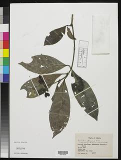 Psychotria gabonica image