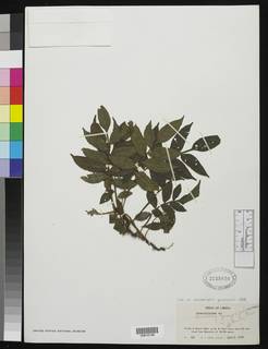 Lomariopsis guineensis image