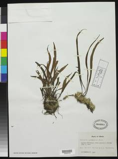 Vittaria guineensis var. guineensis image