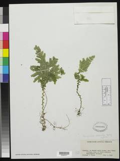 Selaginella versicolor image