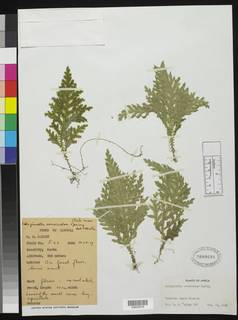 Image of Selaginella versicolor