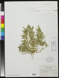 Selaginella myosurus image