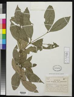 Aulacocalyx jasminiflora image