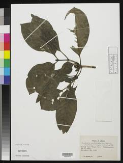 Psychotria psychotrioides image