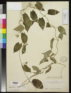 Cynanchum adalinae subsp. mannii image