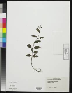 Oldenlandia johnstonii image