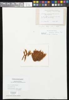 Dicranoloma rugifolium image