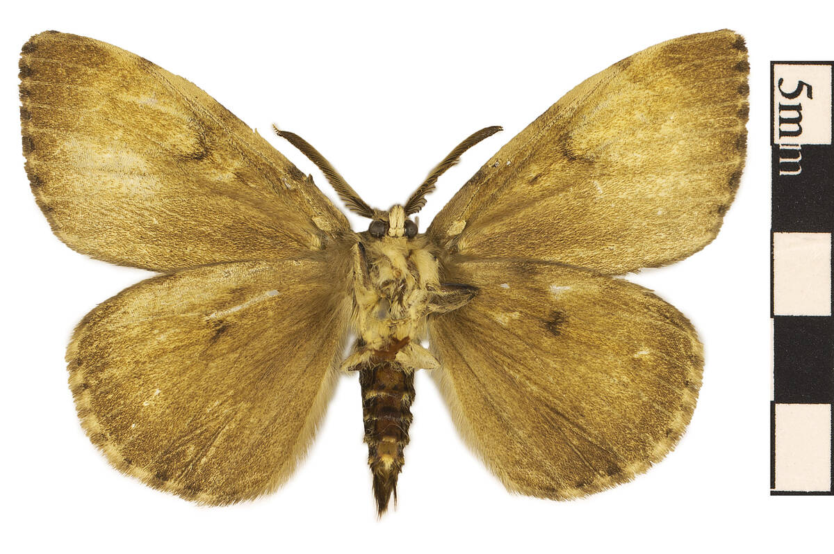EO 026584 Moth Lymentria dispar 001