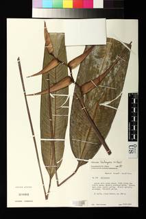 Image of Heliconia lindsayana